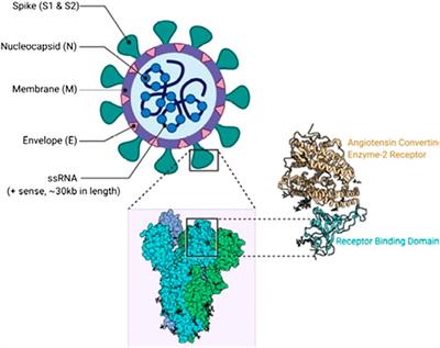 Therapeutic Potentials of Antiviral Plants Used in Traditional African Medicine With COVID-19 in Focus: A Nigerian Perspective